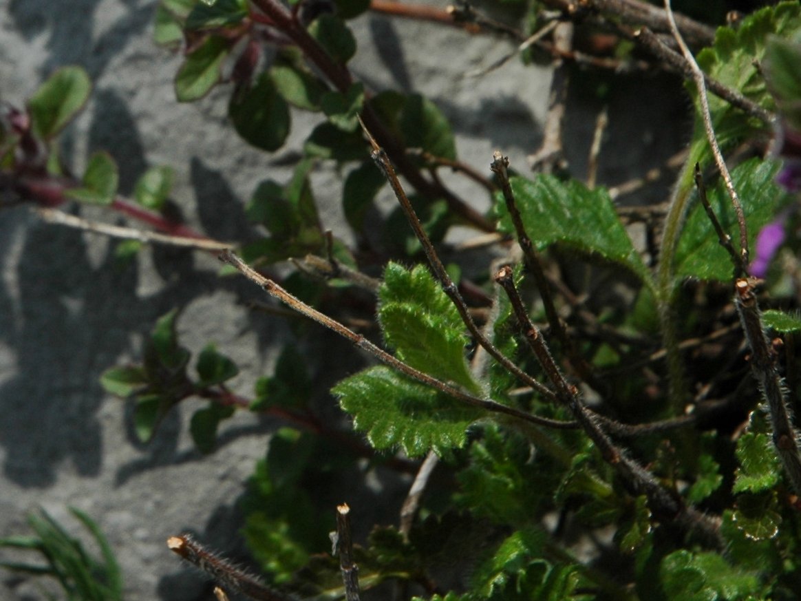 Acinos alpinus (=Clinopodium alpinum)